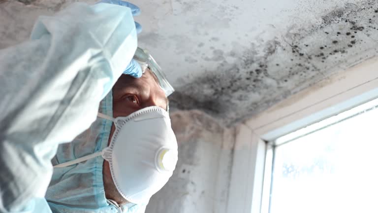 Professional Mold Removal in Cortland, NY